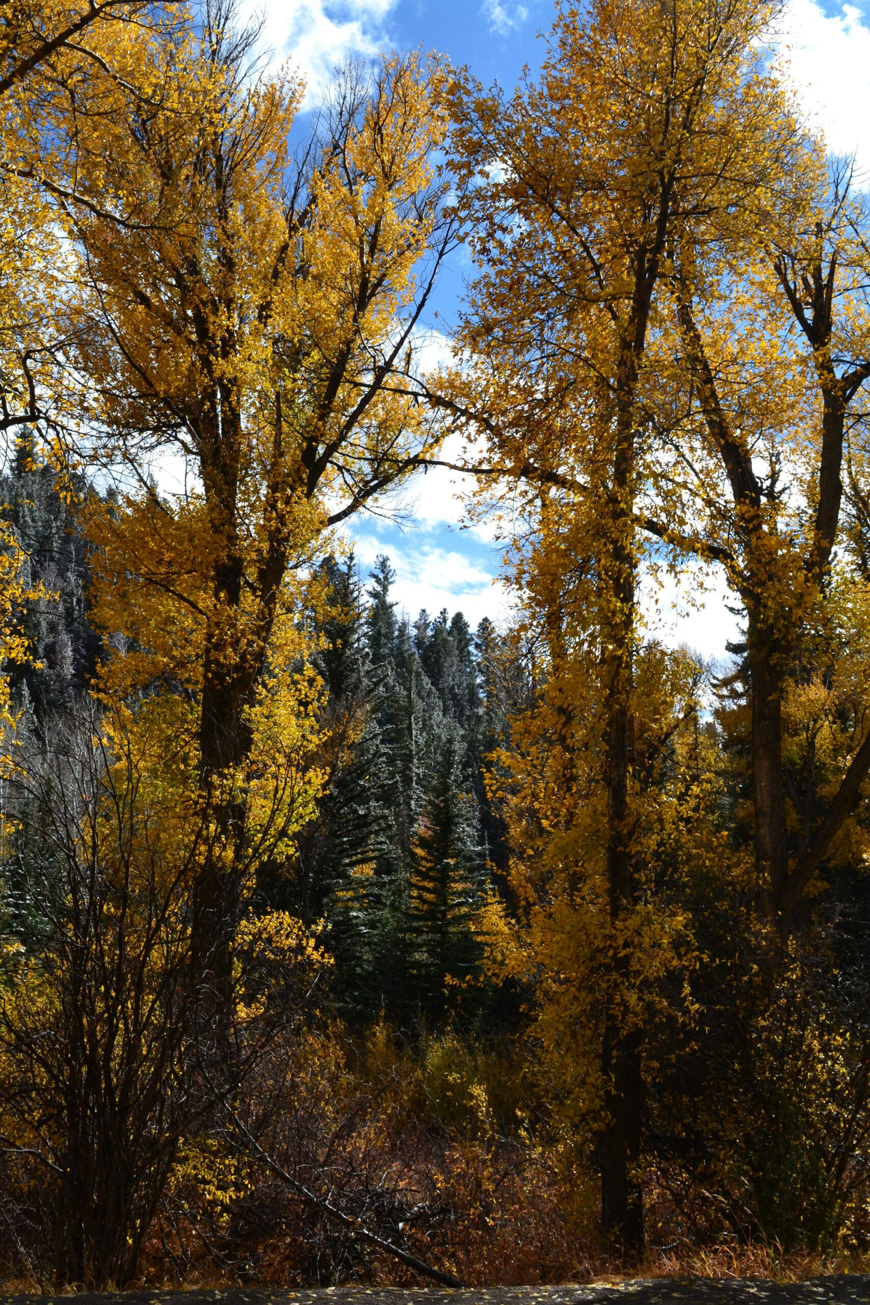 A Bar A Ranch, Encampment, Wyoming – the guest ranch experience