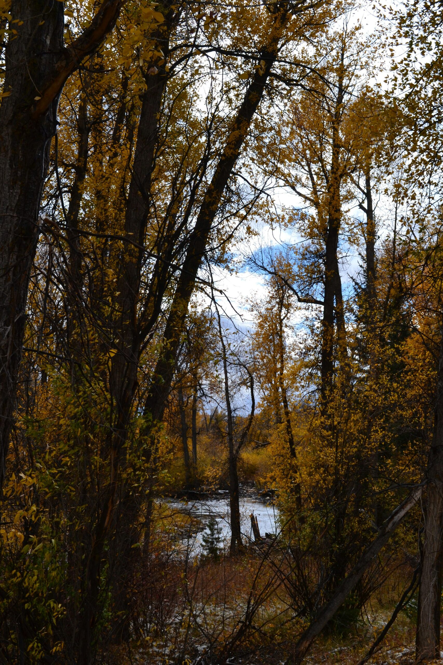 Magee Homestead, Saratoga, Wyoming – the guest ranch experience