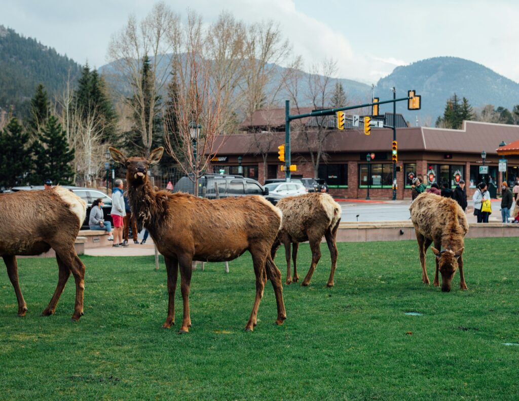 Sylvan Dale Guest Ranch