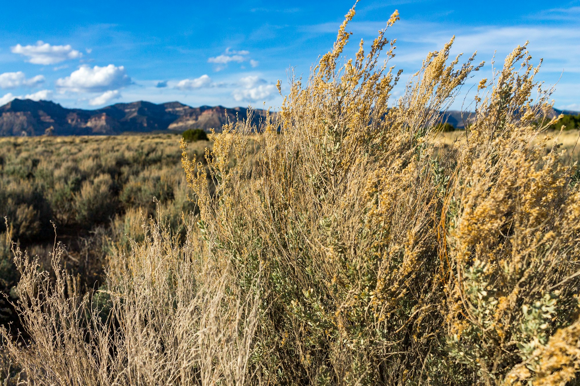 Tavaputs Ranch, Sunnyside, Utah – the guest ranch experience