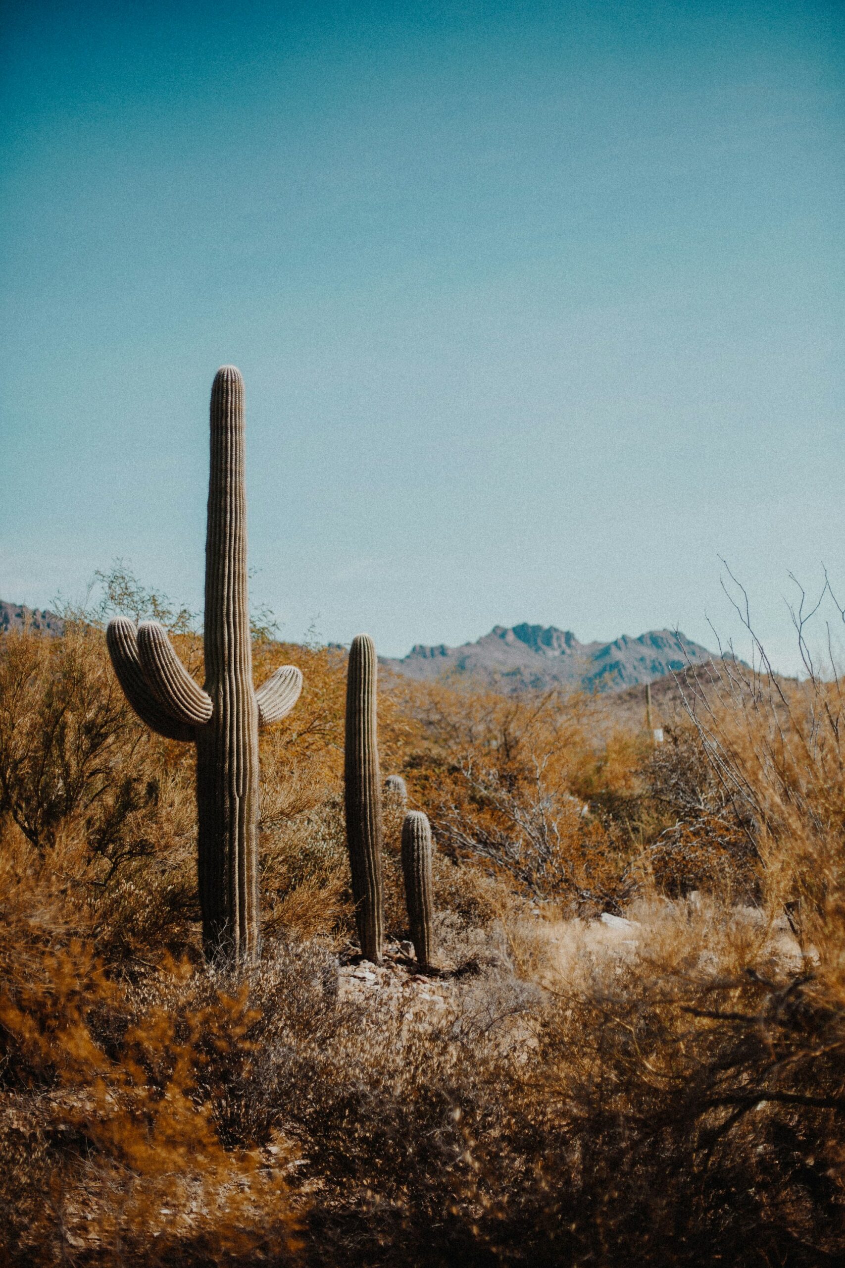 White Stallion Ranch, Tucson, Arizona – the guest ranch experience