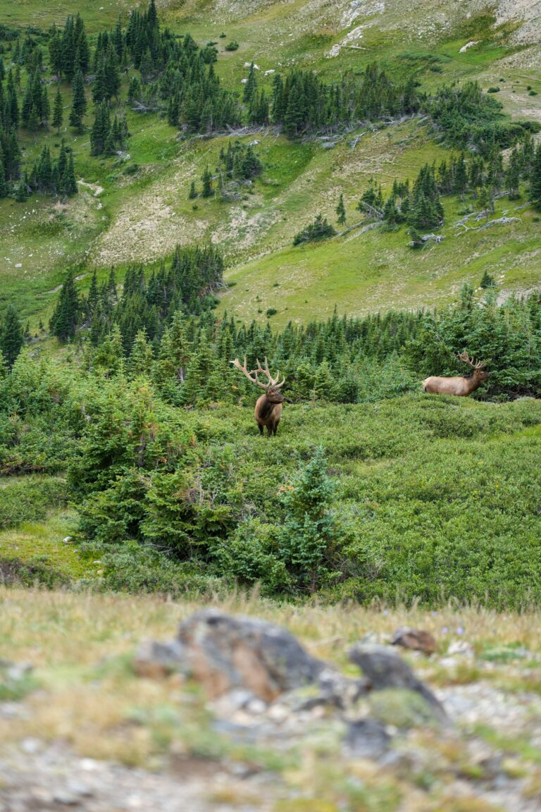 Wind River Ranch